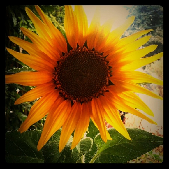 Meet your Posher, Shannon - Picture 1 of 8